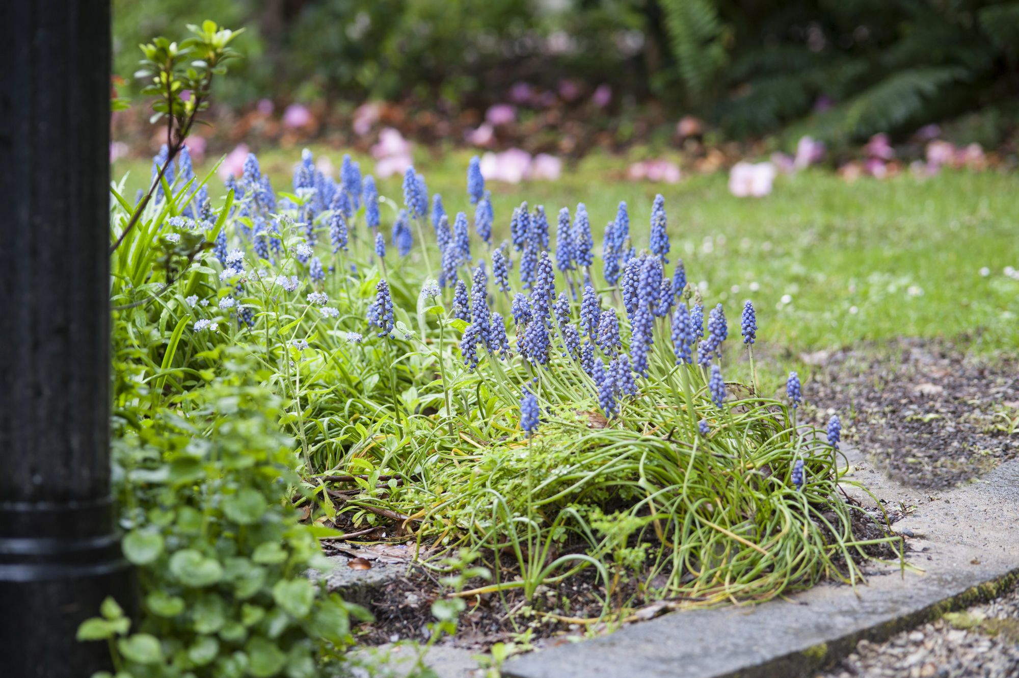 Pensjonat Beechmont Garden Retreat Olinda Zewnętrze zdjęcie